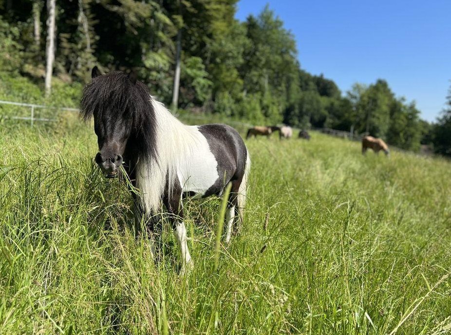 Suchen Pferdefachperson EFZ / VereinstrainerIn / ReitpädagogIn