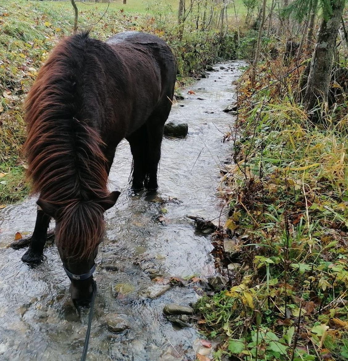 Reitbeteiligung, Muky - Vakyreiten, Reitstunden oder Kutschenfahrt