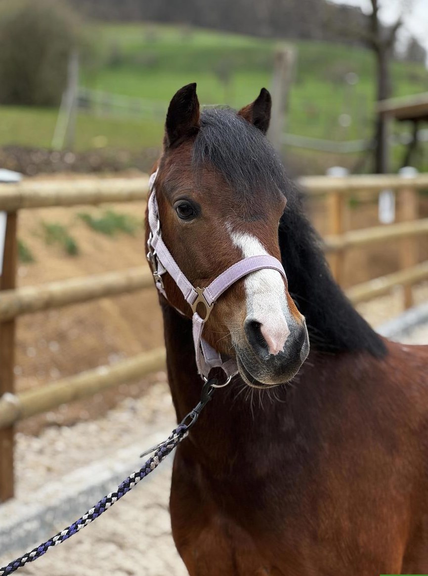 Vielseitige hübsche Welsh B Pony Stute reiten und fahren