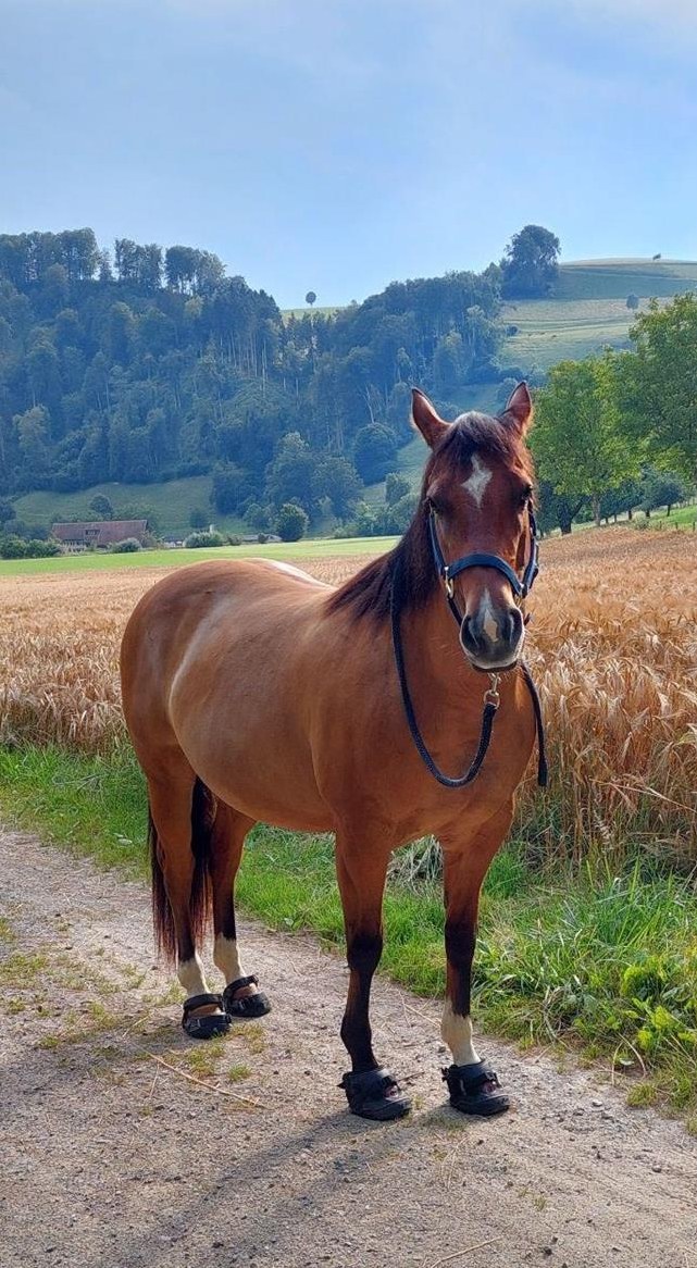 Dun Free Range Horse Stute, 8-jährig