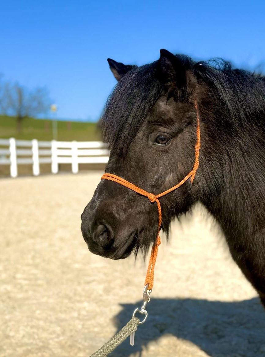 4-jährige Shetland Pony Stute im grossen Mass