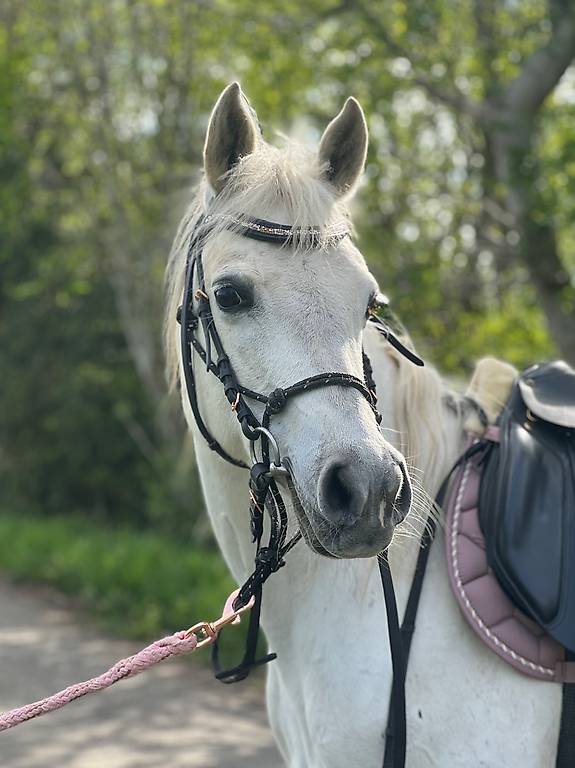 Elegante Araberstute