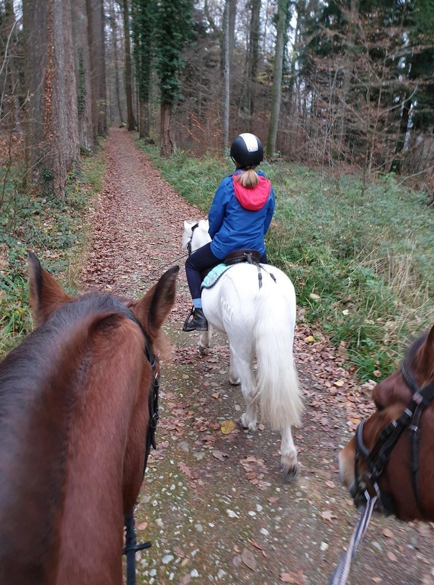 Bieten Reitlager ab 7 Jahre - 13 Jahre im Aargau