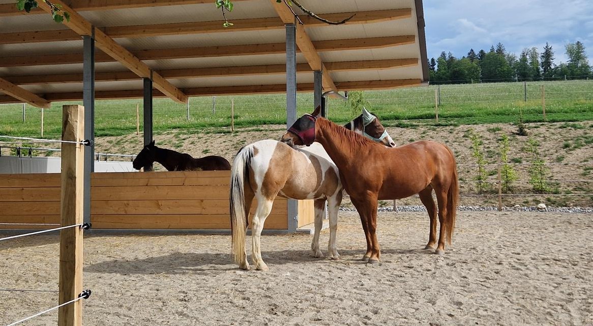 2 Aktivstallplätze frei in Stutengruppe in Lüterkofen SO