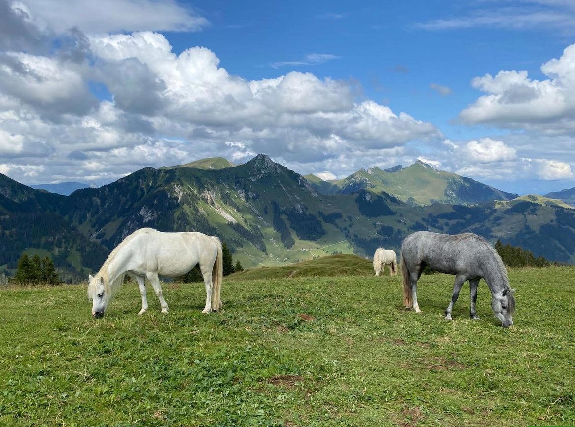 Viktoria & Skylark - kleine Pony Seelen mit grossem Herz