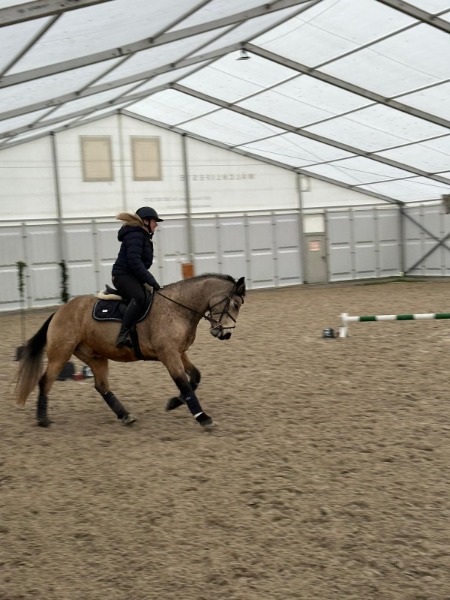 Pony Connemara