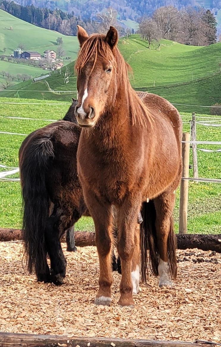 Hübscher Wallach, dunkel Fuchs, 11-jährig und 146cm