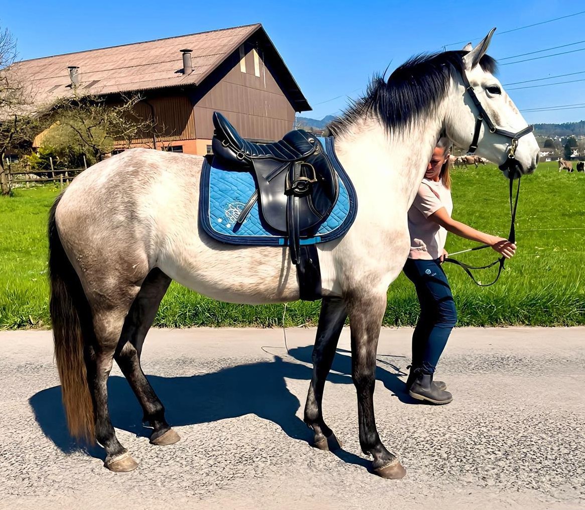 Rata - typvolle, phantastische Lusitano Stute, 4-jährig