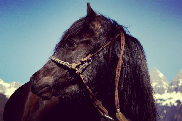 Wunderschöne Pony Stute zu Verkaufen