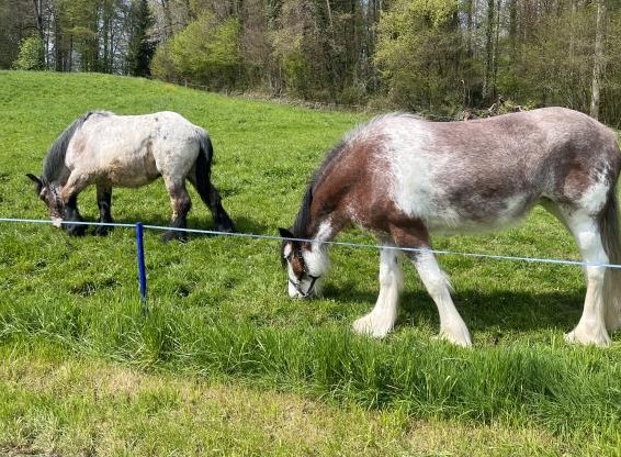 Reitbeteiligung auf junger Shire x Clydesdale-Stute in Sins AG