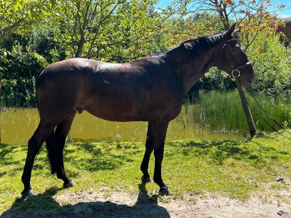 Dressurpferd von Glamourdale, Wallach