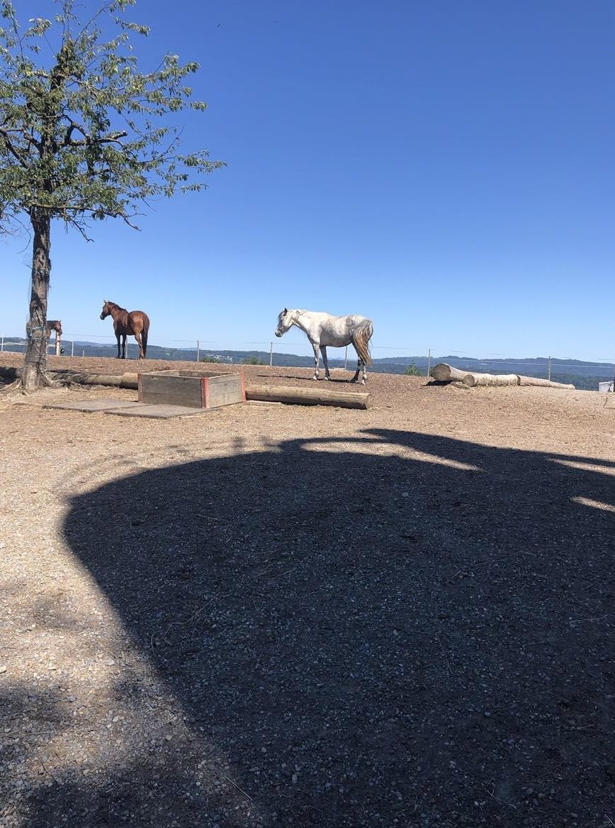 Pferde Offenstallplatz mit Trail in Widen AG
