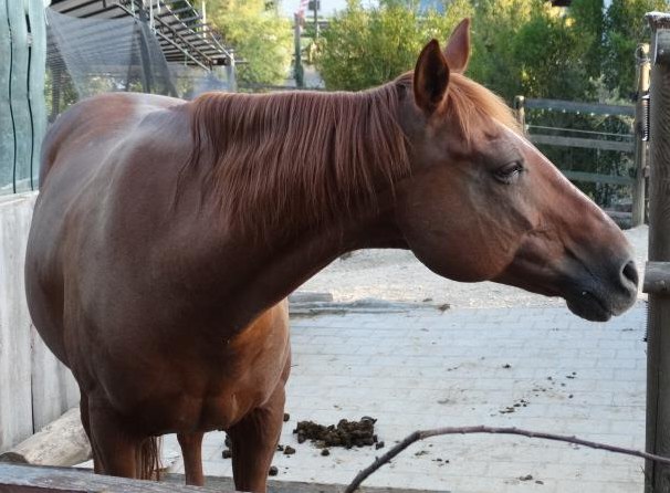 Pflegeperson für Quarter Horse 26J in 5332 Rekingen AG