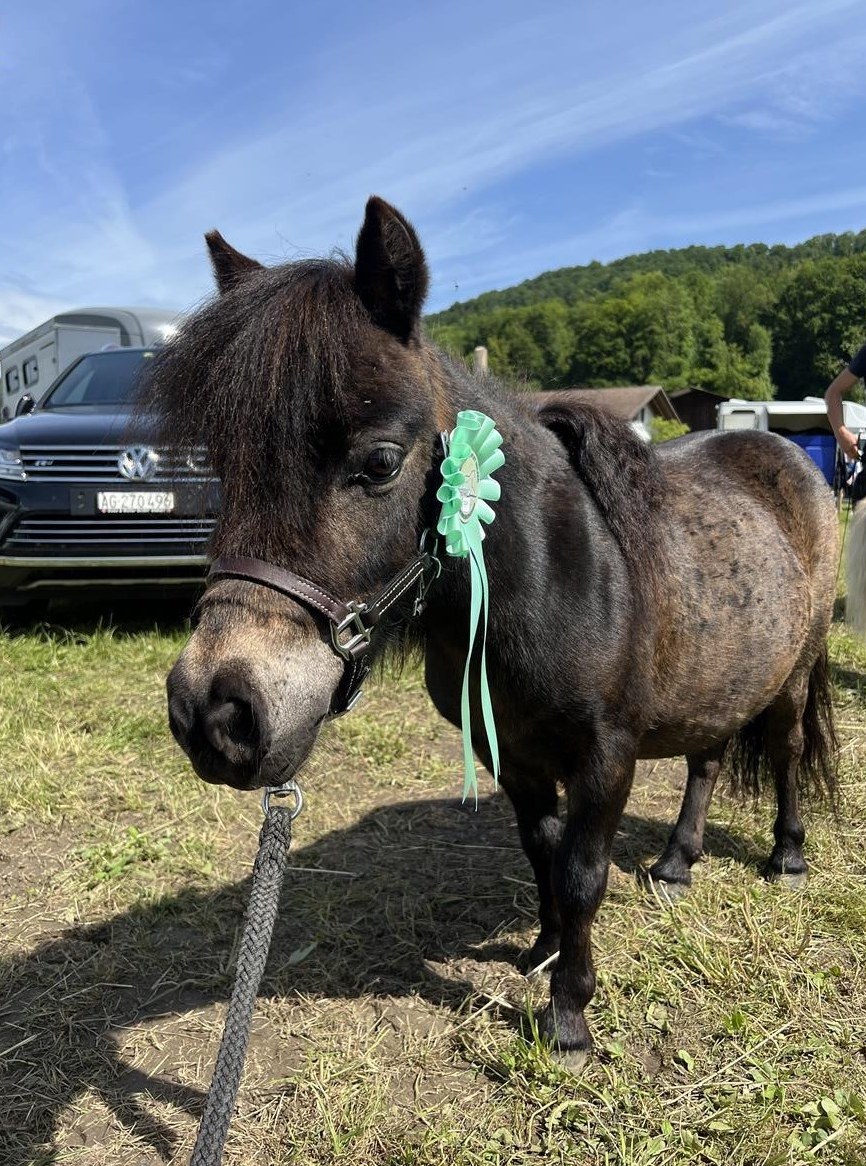 Biete Pflegebeteiligung für Mini Shetty in Lyssach BE
