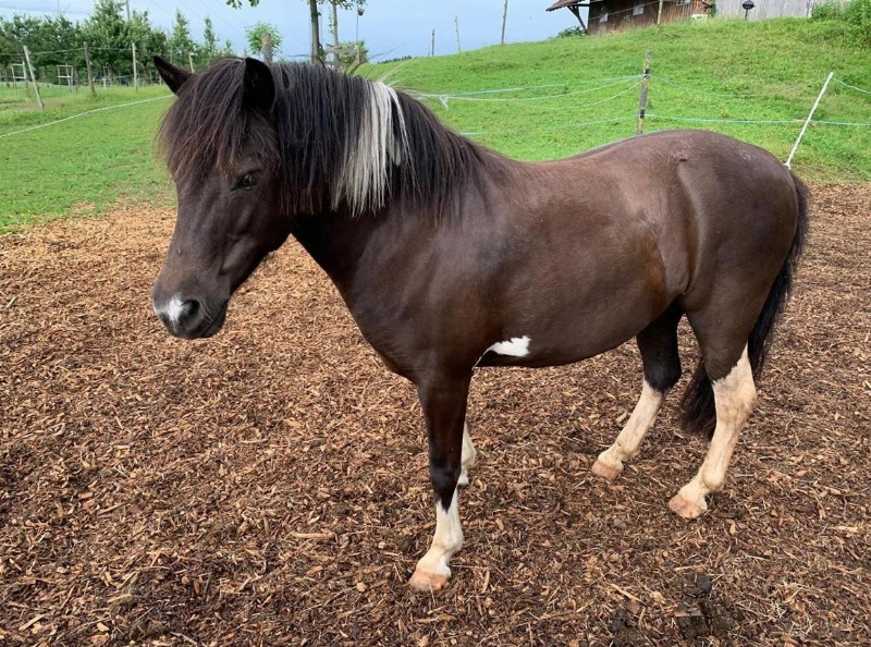 Shetland-Tigerschecke Pony Stute zu verkaufen
