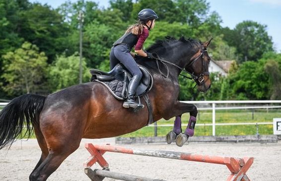 Biete Reitlager und Reitunterricht für Klein & Gross in Dulliken SO