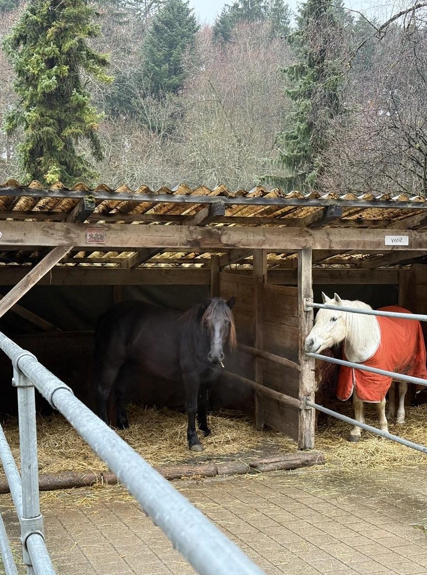 Lehrstelle für Pferdewartin EBA / Pferdepflege PRA