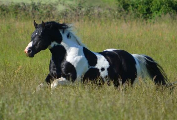 DeckanzeigeHomozygoter Paint Horse Hengst