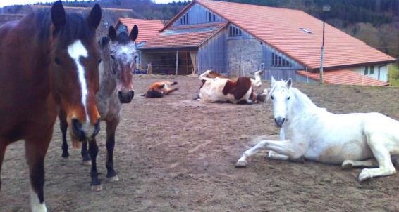 Pferdeplätze in Offenstall / Freilaufstall in Lamboing BE