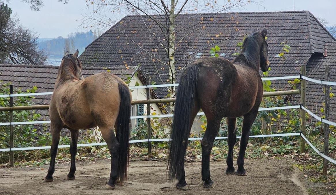 Suche Stallhilfe / Stallarbeit in Offenstall, Wohlenschwil AG