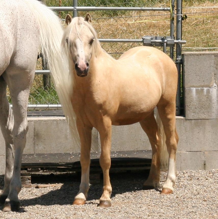 Tolles Pflegepony / Reitbeteiligung, Bucheggberg SO