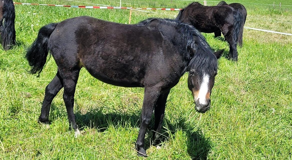 Schöne Dartmoor Pony Stute, 5-jährig, 120cm gross