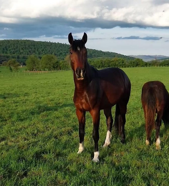3-jähriger CH-Warmblut Wallach mit bester Springabstammung