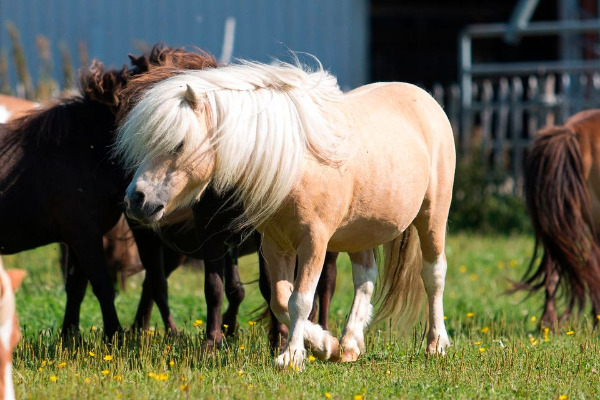Mini-Shetty, gekörter Deckhengst, Palominoschecke
