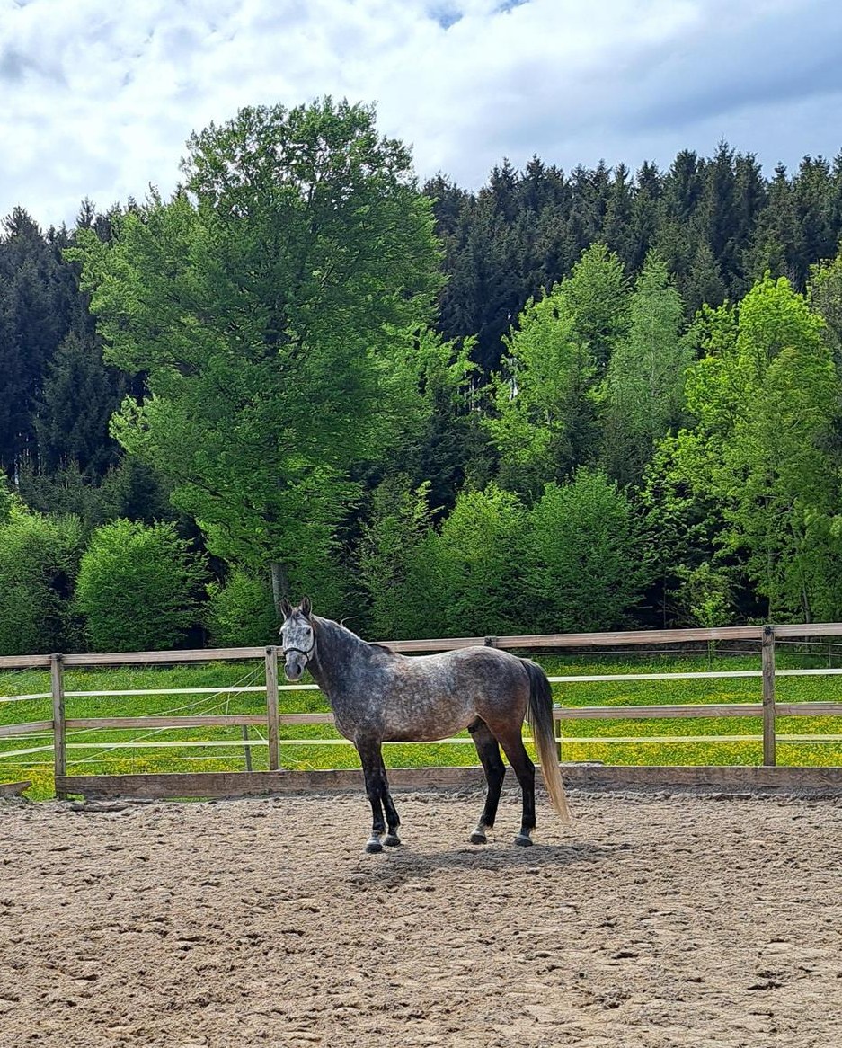 Pflegepferd / Reitbeteiligung, Nähe von Weinfelden