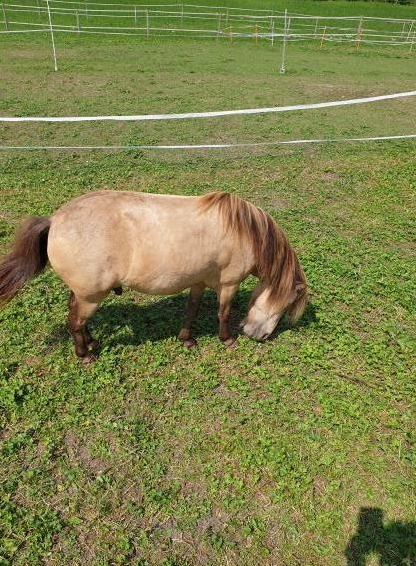 American Miniature Horse Wallach zu verkaufen
