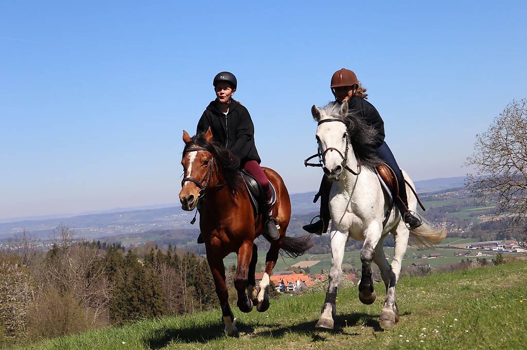 Reitbeteiligung