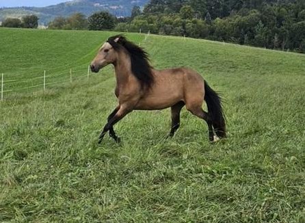 Reitbeteiligung auf Araber-Berber, nahe Bern
