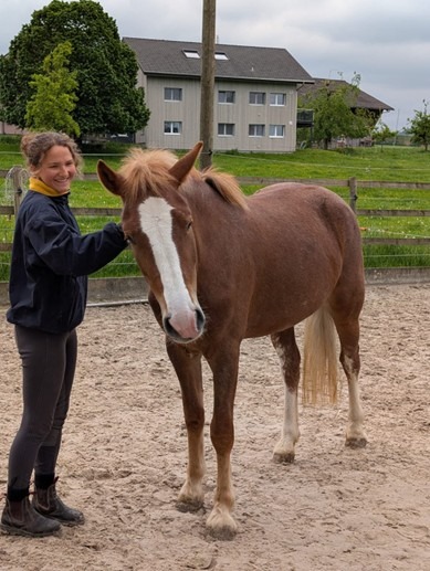 Biete: brave Freiberger Stute
