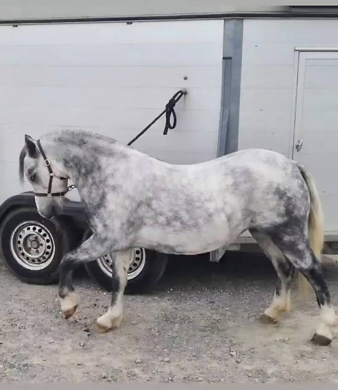 Typvolle Welsh A Pony Stute