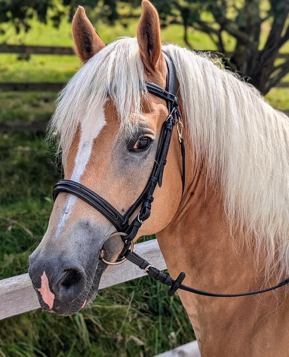 10-jähriger Haflinger Wallach zu verkaufen