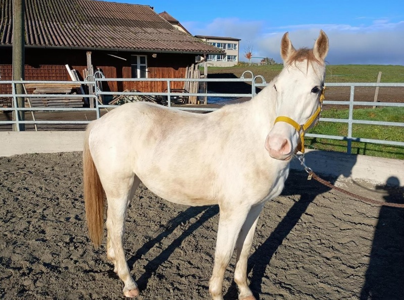 Weiss geborenes Freiberger Fohlen zu verkaufen