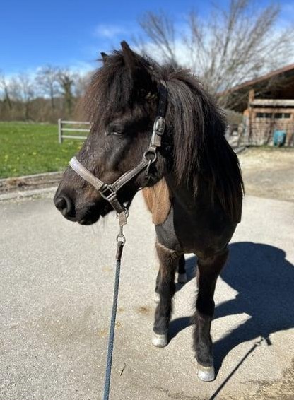 Isländer Wallach „Leiknir“ sucht seinen Herzensmenschen