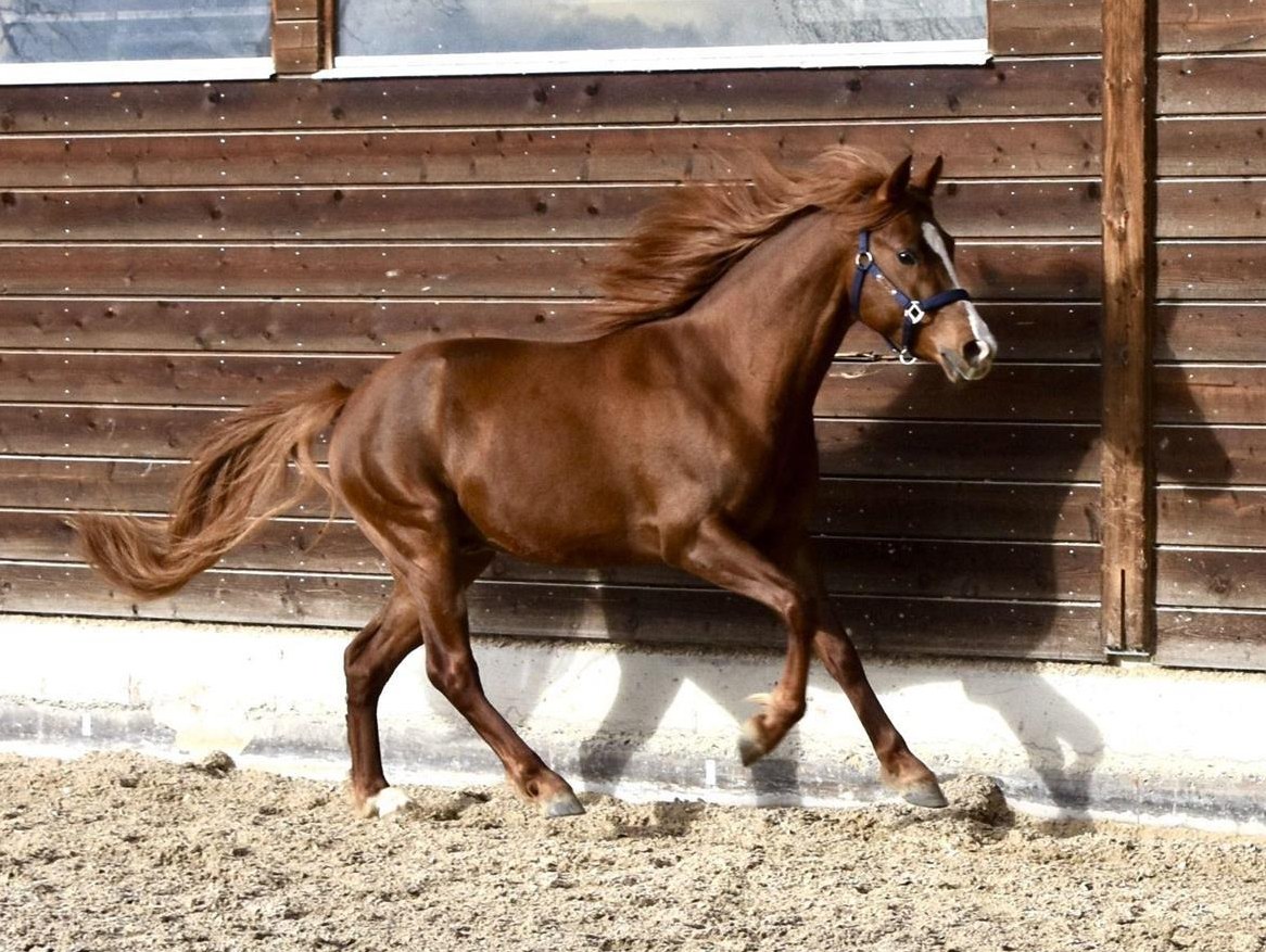 3-jähriger CH-Sportpony Hengst zu verkaufen