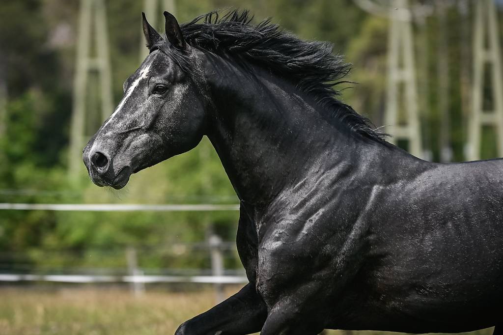 Wunderschöner, belgischer Herzensbrecher