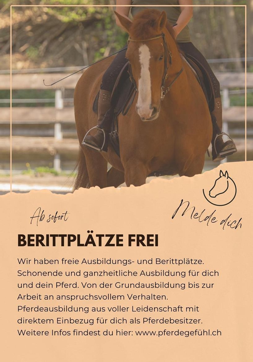 Freie Ausbildungsplätze im Simmental für dein Pferd