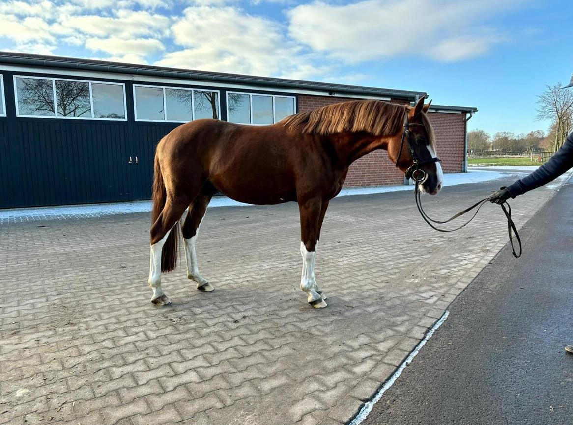 Reitpony Wallach, 4-jährig zu verkaufen