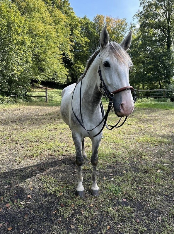 7-jähriger Lusitano Wallach Nappi