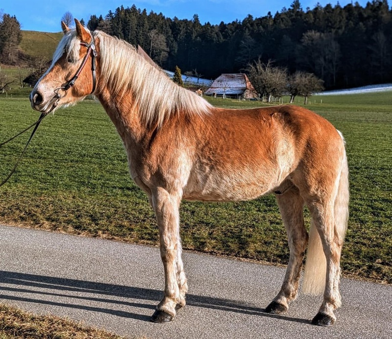 Grosser 5-jähriger Haflinger Wallach zu verkaufen