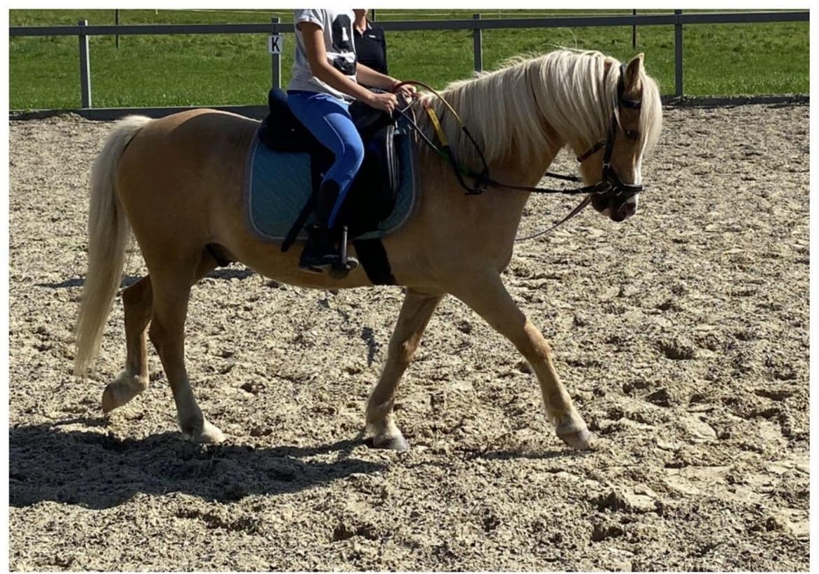 Welsh A Pony Wallach mit Zubehör zu verkaufen