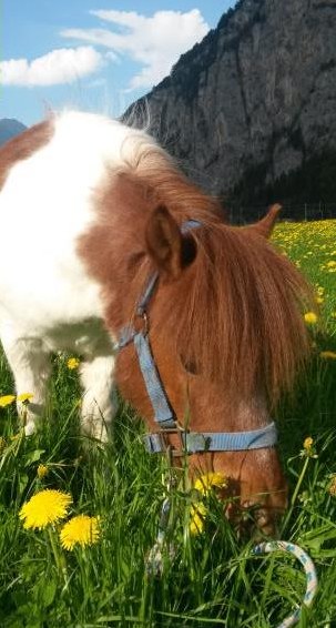 Freie Plätze im Bewegungsstall für Pferde/Ponys