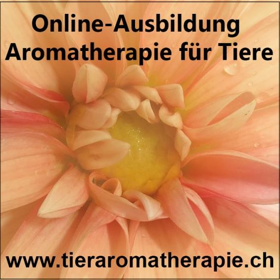 Ausbildung Tieraromatherapie, Schwerpunkt Pferde und Hunde