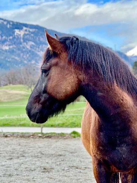 Warmblut Wallach, 9 jährig