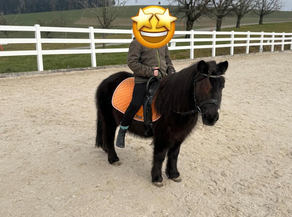 9-jährige, grosse Shetlandpony Stute