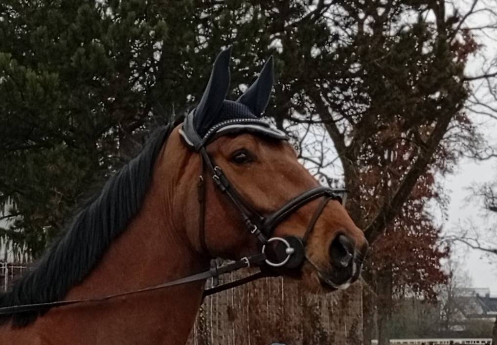 Super braver 4 jähriger Wallach, Spring, Reitpferd