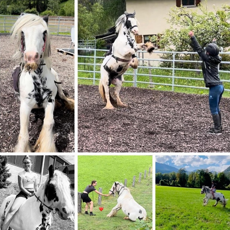 Reitbeteiligung für 1.32m grosses Pony